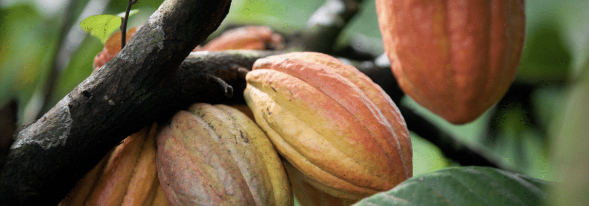 cacao pods