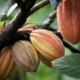 cacao pods