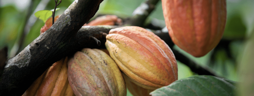 cacao pods