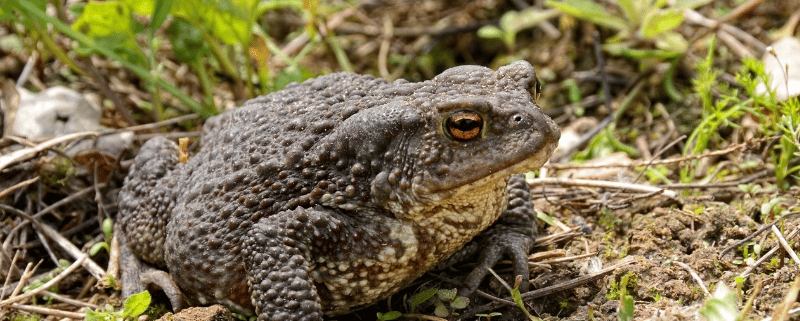 bofu toad