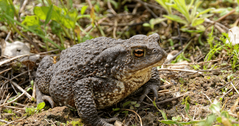 bofu toad