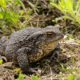bofu toad